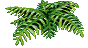 Plante